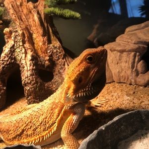 Meet your Posher, Franklin